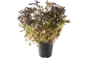 BIO Mosterd frills rood in pot doos 2st